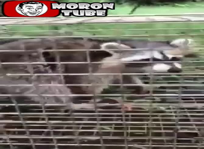 Video :Raccoons eat their own intestines